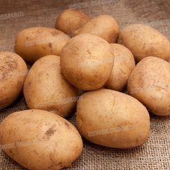 Pomme de Terre Blanche 1 kg