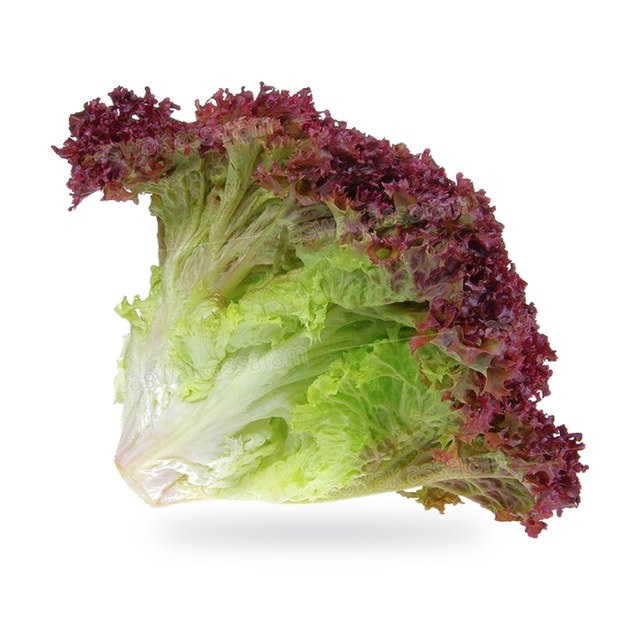 SALADE LOLO ROUGE PIECE