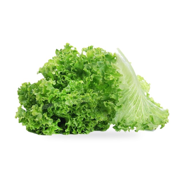 SALADE LOLO VERT PIECE