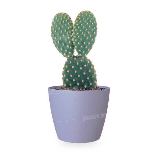 POT DE FLEURS LAVANDE 9CM SAN REMO