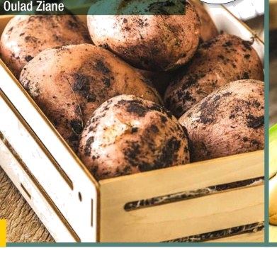 Pomme de terre rouge / blanche non lavée çil prix au kg