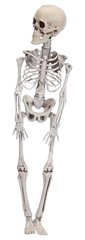 Squelette 42cm 491102980